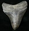 Beautifully Serrated Megalodon Tooth - Georgia #16016-1